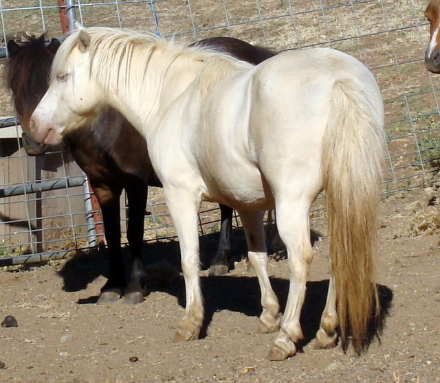 Wesco Farms Rogers Lady Swan Song Miniature Horses